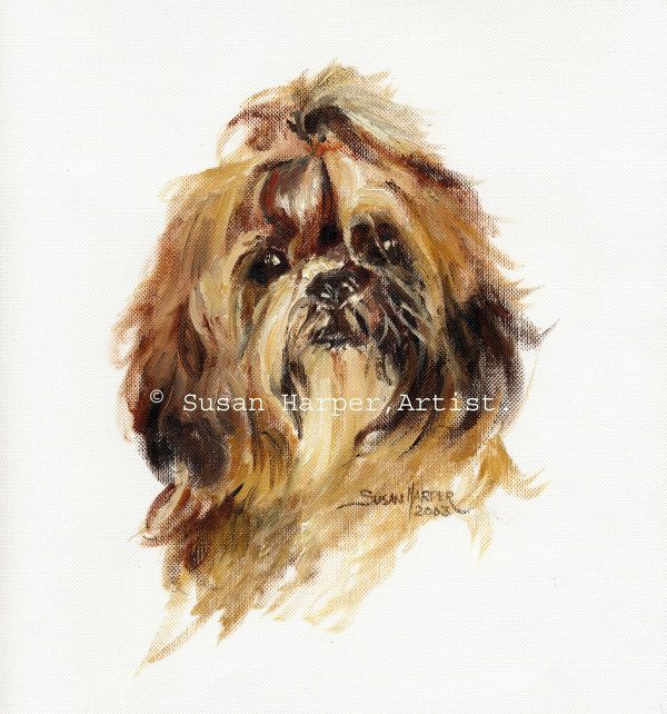 copyright shih tzu 10