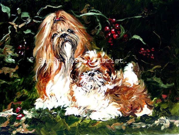 copyright shih tzu 11