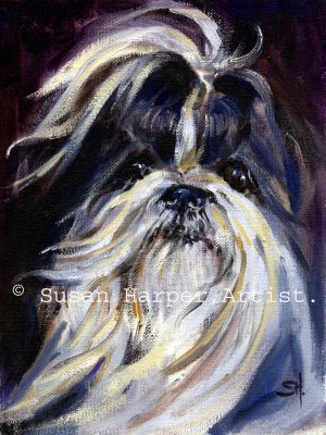 copyright shih tzu 2