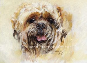 copyright shih tzu 4