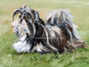 copyright shih tzu 5