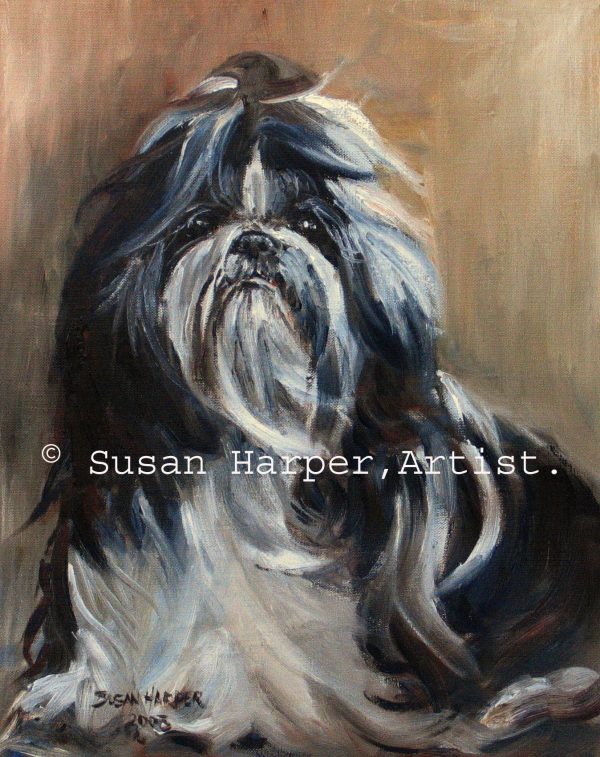 copyright shih tzu 7