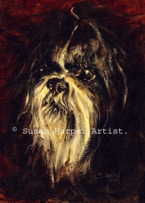 copyright shih tzu 8