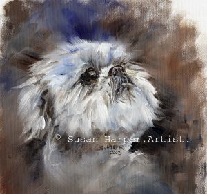 copyright shih tzu 9