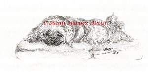 copyright tibetan spaniel 8