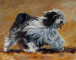 copyright tibetan terrier 13