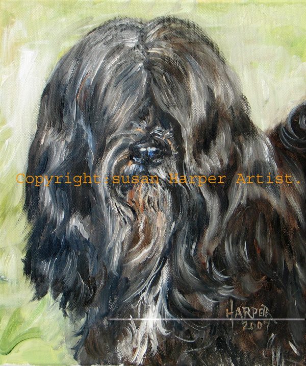 copyright tibetan terrier 15