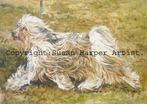 copyright tibetan terrier 16