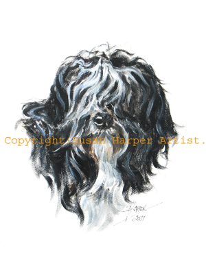 copyright tibetan terrier 18