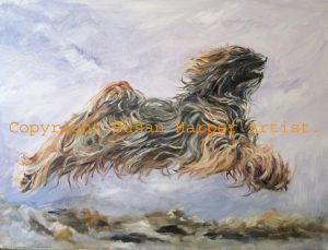 copyright tibetan terrier 19