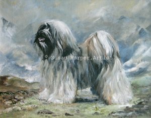 copyright tibetan terrier 6