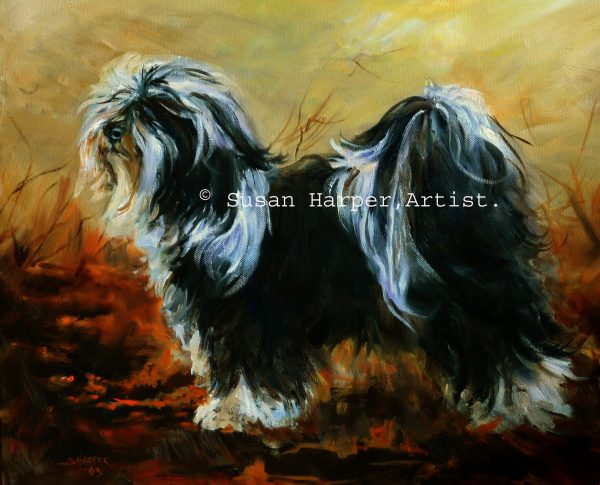 copyright tibetan terrier 7