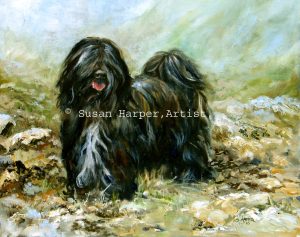 copyright tibetan terrier 8