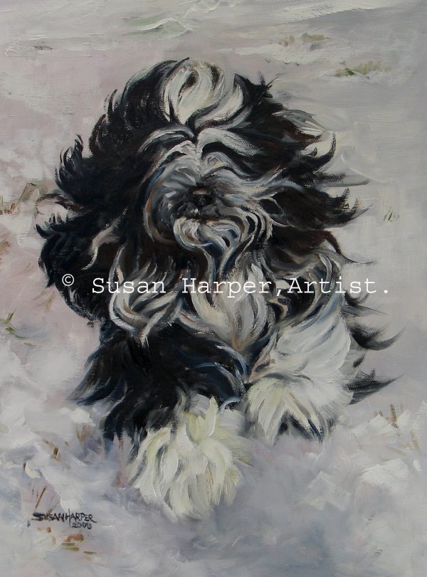 copyright tibetan terrier 9